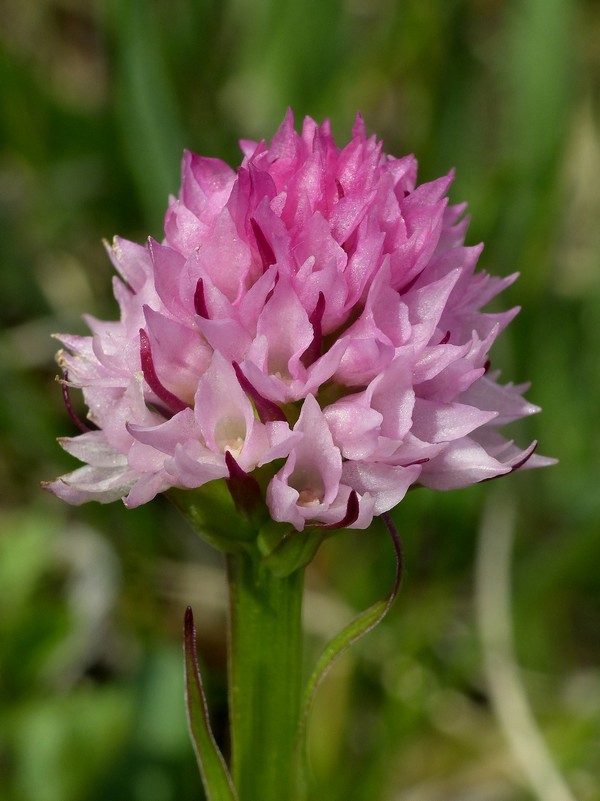 er Terminillo: la Nigritella widderi e altre orchidee sulla montagna di Roma.